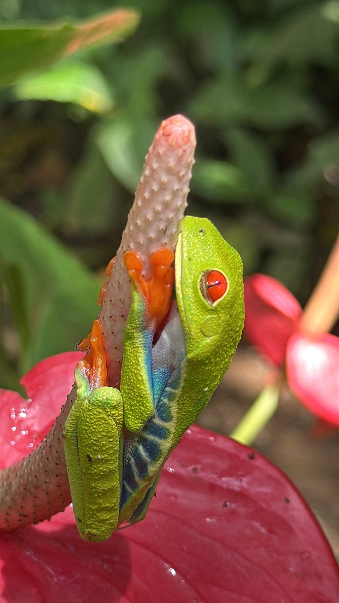 Tamarindo and Samara, Costa Rica