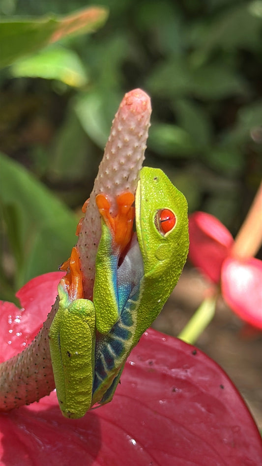 Tamarindo and Samara, Costa Rica